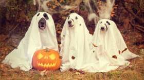 10 Must-Try Group Halloween Costumes